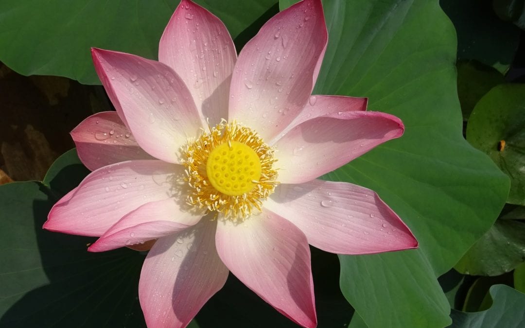 Being Your Higher Self…